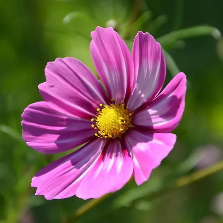 Daire Haus Bergkristall Leutasch