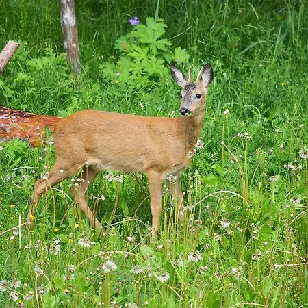 Haus Bergkristall Daire *